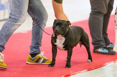 Bergamo, İtalya - 14 Ekim 2018: Chıuduno kasaba safkan köpekler otuz beşinci sergisi gerçekleşti. Son değerlendirme göreli ödül ile 8 gruplarının. Brambilla Simone canlı haber fotoğrafçı