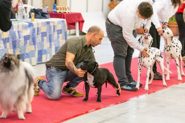 Bergamo, Italy - October 14, 2018: In the town of Chiuduno, the thirty-fifth exhibition of purebred dogs took place. Final evaluations of the 8 groups with relative awards. Brambilla Simone Live News photographer clipart