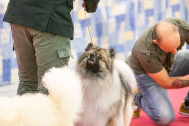 Bergamo, İtalya - 14 Ekim 2018: Chıuduno kasaba safkan köpekler otuz beşinci sergisi gerçekleşti. Son değerlendirme göreli ödül ile 8 gruplarının. Brambilla Simone canlı haber fotoğrafçı