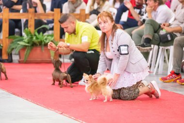 Bergamo, İtalya - 14 Ekim 2018: Chıuduno kasaba safkan köpekler otuz beşinci sergisi gerçekleşti. Son değerlendirme göreli ödül ile 8 gruplarının. Brambilla Simone canlı haber fotoğrafçı