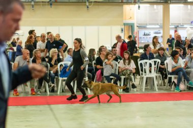 Bergamo, İtalya - 14 Ekim 2018: Chıuduno kasaba safkan köpekler otuz beşinci sergisi gerçekleşti. Son değerlendirme göreli ödül ile 8 gruplarının. Brambilla Simone canlı haber fotoğrafçı