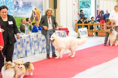 Bergamo, İtalya - 14 Ekim 2018: Chıuduno kasaba safkan köpekler otuz beşinci sergisi gerçekleşti. Son değerlendirme göreli ödül ile 8 gruplarının. Brambilla Simone canlı haber fotoğrafçı