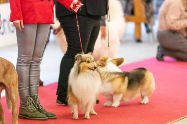 Bergamo, İtalya - 14 Ekim 2018: Chıuduno kasaba safkan köpekler otuz beşinci sergisi gerçekleşti. Son değerlendirme göreli ödül ile 8 gruplarının. Brambilla Simone canlı haber fotoğrafçı
