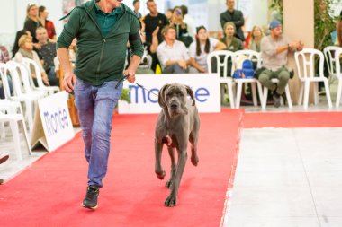 Bergamo, İtalya - 14 Ekim 2018: Chıuduno kasaba safkan köpekler otuz beşinci sergisi gerçekleşti. Son değerlendirme göreli ödül ile 8 gruplarının. Brambilla Simone canlı haber fotoğrafçı