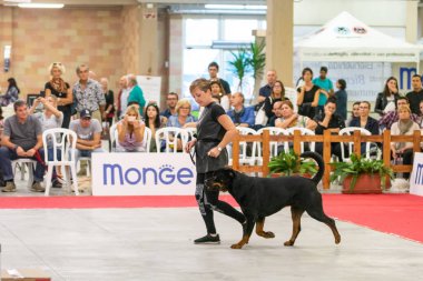 Bergamo, İtalya - 14 Ekim 2018: Chıuduno kasaba safkan köpekler otuz beşinci sergisi gerçekleşti. Son değerlendirme göreli ödül ile 8 gruplarının. Brambilla Simone canlı haber fotoğrafçı