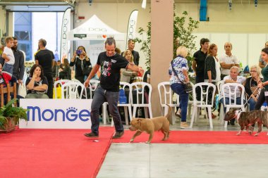 Bergamo, İtalya - 14 Ekim 2018: Chıuduno kasaba safkan köpekler otuz beşinci sergisi gerçekleşti. Son değerlendirme göreli ödül ile 8 gruplarının. Brambilla Simone canlı haber fotoğrafçı