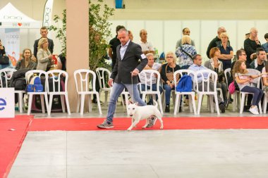 Bergamo, İtalya - 14 Ekim 2018: Chıuduno kasaba safkan köpekler otuz beşinci sergisi gerçekleşti. Son değerlendirme göreli ödül ile 8 gruplarının. Brambilla Simone canlı haber fotoğrafçı