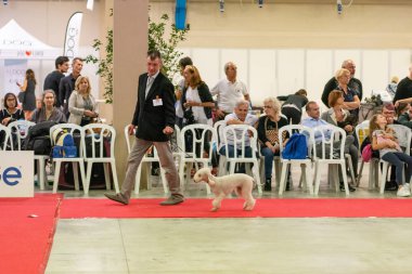 Bergamo, İtalya - 14 Ekim 2018: Chıuduno kasaba safkan köpekler otuz beşinci sergisi gerçekleşti. Son değerlendirme göreli ödül ile 8 gruplarının. Brambilla Simone canlı haber fotoğrafçı