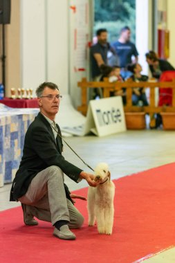 Bergamo, İtalya - 14 Ekim 2018: Chıuduno kasaba safkan köpekler otuz beşinci sergisi gerçekleşti. Son değerlendirme göreli ödül ile 8 gruplarının. Brambilla Simone canlı haber fotoğrafçı