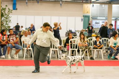 Bergamo, İtalya - 14 Ekim 2018: Chıuduno kasaba safkan köpekler otuz beşinci sergisi gerçekleşti. Son değerlendirme göreli ödül ile 8 gruplarının. Brambilla Simone canlı haber fotoğrafçı