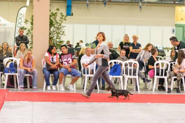 Bergamo, İtalya - 14 Ekim 2018: Chıuduno kasaba safkan köpekler otuz beşinci sergisi gerçekleşti. Son değerlendirme göreli ödül ile 8 gruplarının. Brambilla Simone canlı haber fotoğrafçı