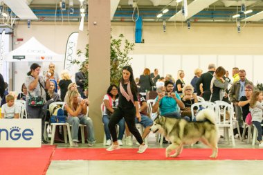 Bergamo, İtalya - 14 Ekim 2018: Chıuduno kasaba safkan köpekler otuz beşinci sergisi gerçekleşti. Son değerlendirme göreli ödül ile 8 gruplarının. Brambilla Simone canlı haber fotoğrafçı