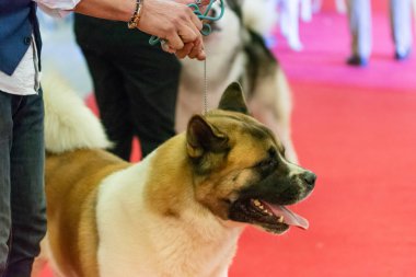 Bergamo, İtalya - 14 Ekim 2018: Chıuduno kasaba safkan köpekler otuz beşinci sergisi gerçekleşti. Son değerlendirme göreli ödül ile 8 gruplarının. Brambilla Simone canlı haber fotoğrafçı