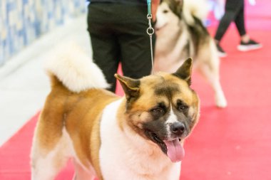 Bergamo, İtalya - 14 Ekim 2018: Chıuduno kasaba safkan köpekler otuz beşinci sergisi gerçekleşti. Son değerlendirme göreli ödül ile 8 gruplarının. Brambilla Simone canlı haber fotoğrafçı