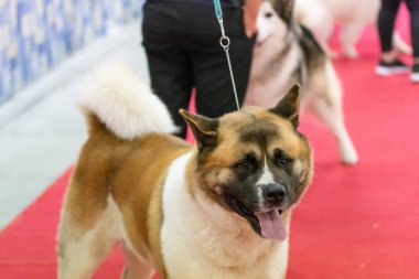 Bergamo, İtalya - 14 Ekim 2018: Chıuduno kasaba safkan köpekler otuz beşinci sergisi gerçekleşti. Son değerlendirme göreli ödül ile 8 gruplarının. Brambilla Simone canlı haber fotoğrafçı