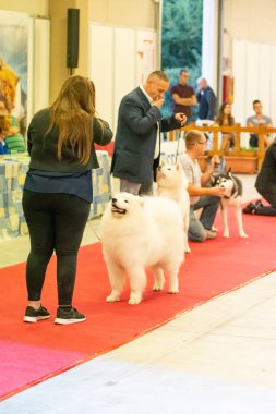 Bergamo, İtalya - 14 Ekim 2018: Chıuduno kasaba safkan köpekler otuz beşinci sergisi gerçekleşti. Son değerlendirme göreli ödül ile 8 gruplarının. Brambilla Simone canlı haber fotoğrafçı