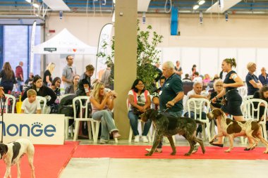 Bergamo, İtalya - 14 Ekim 2018: Chıuduno kasaba safkan köpekler otuz beşinci sergisi gerçekleşti. Son değerlendirme göreli ödül ile 8 gruplarının. Brambilla Simone canlı haber fotoğrafçı
