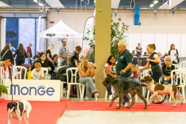 Bergamo, İtalya - 14 Ekim 2018: Chıuduno kasaba safkan köpekler otuz beşinci sergisi gerçekleşti. Son değerlendirme göreli ödül ile 8 gruplarının. Brambilla Simone canlı haber fotoğrafçı