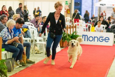 Bergamo, İtalya - 14 Ekim 2018: Chıuduno kasaba safkan köpekler otuz beşinci sergisi gerçekleşti. Son değerlendirme göreli ödül ile 8 gruplarının. Brambilla Simone canlı haber fotoğrafçı