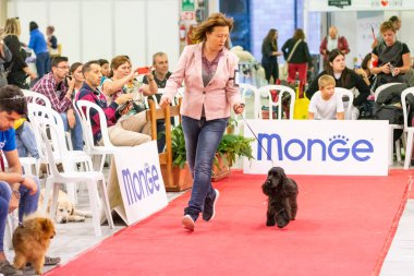 Bergamo, İtalya - 14 Ekim 2018: Chıuduno kasaba safkan köpekler otuz beşinci sergisi gerçekleşti. Son değerlendirme göreli ödül ile 8 gruplarının. Brambilla Simone canlı haber fotoğrafçı