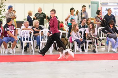 Bergamo, İtalya - 14 Ekim 2018: Chıuduno kasaba safkan köpekler otuz beşinci sergisi gerçekleşti. Son değerlendirme göreli ödül ile 8 gruplarının. Brambilla Simone canlı haber fotoğrafçı