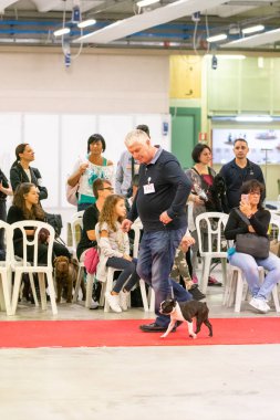 Bergamo, İtalya - 14 Ekim 2018: Chıuduno kasaba safkan köpekler otuz beşinci sergisi gerçekleşti. Son değerlendirme göreli ödül ile 8 gruplarının. Brambilla Simone canlı haber fotoğrafçı