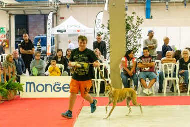 Bergamo, İtalya - 14 Ekim 2018: Chıuduno kasaba safkan köpekler otuz beşinci sergisi gerçekleşti. Son değerlendirme göreli ödül ile 8 gruplarının. Brambilla Simone canlı haber fotoğrafçı