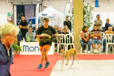 Bergamo, İtalya - 14 Ekim 2018: Chıuduno kasaba safkan köpekler otuz beşinci sergisi gerçekleşti. Son değerlendirme göreli ödül ile 8 gruplarının. Brambilla Simone canlı haber fotoğrafçı