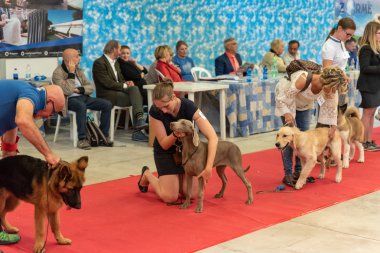 Bergamo, İtalya - 14 Ekim 2018: Chıuduno kasaba safkan köpekler otuz beşinci sergisi gerçekleşti. Son değerlendirme göreli ödül ile 8 gruplarının. Brambilla Simone canlı haber fotoğrafçı