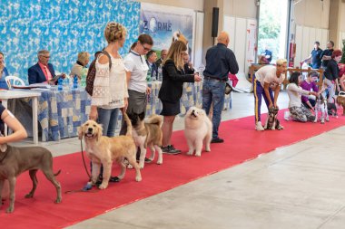 Bergamo, İtalya - 14 Ekim 2018: Chıuduno kasaba safkan köpekler otuz beşinci sergisi gerçekleşti. Son değerlendirme göreli ödül ile 8 gruplarının. Brambilla Simone canlı haber fotoğrafçı