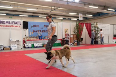 Bergamo, İtalya - 14 Ekim 2018: Chıuduno kasaba safkan köpekler otuz beşinci sergisi gerçekleşti. Son değerlendirme göreli ödül ile 8 gruplarının. Brambilla Simone canlı haber fotoğrafçı