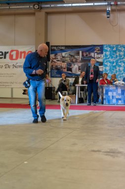 Bergamo, İtalya - 14 Ekim 2018: Chıuduno kasaba safkan köpekler otuz beşinci sergisi gerçekleşti. Son değerlendirme göreli ödül ile 8 gruplarının. Brambilla Simone canlı haber fotoğrafçı