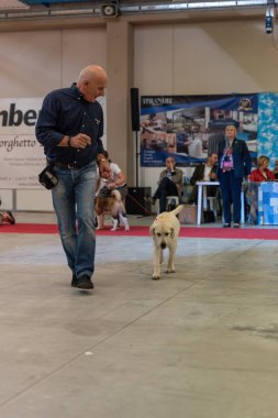 Bergamo, İtalya - 14 Ekim 2018: Chıuduno kasaba safkan köpekler otuz beşinci sergisi gerçekleşti. Son değerlendirme göreli ödül ile 8 gruplarının. Brambilla Simone canlı haber fotoğrafçı