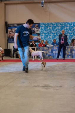 Bergamo, İtalya - 14 Ekim 2018: Chıuduno kasaba safkan köpekler otuz beşinci sergisi gerçekleşti. Son değerlendirme göreli ödül ile 8 gruplarının. Brambilla Simone canlı haber fotoğrafçı