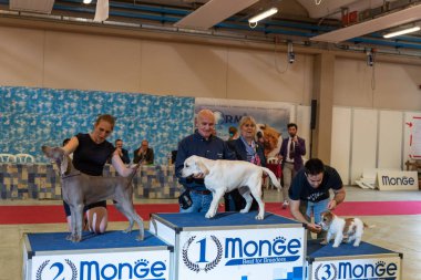 Bergamo, İtalya - 14 Ekim 2018: Chıuduno kasaba safkan köpekler otuz beşinci sergisi gerçekleşti. Son değerlendirme göreli ödül ile 8 gruplarının. Brambilla Simone canlı haber fotoğrafçı