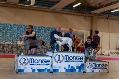 Bergamo, İtalya - 14 Ekim 2018: Chıuduno kasaba safkan köpekler otuz beşinci sergisi gerçekleşti. Son değerlendirme göreli ödül ile 8 gruplarının. Brambilla Simone canlı haber fotoğrafçı