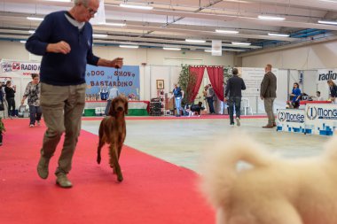Bergamo, İtalya - 14 Ekim 2018: Chıuduno kasaba safkan köpekler otuz beşinci sergisi gerçekleşti. Son değerlendirme göreli ödül ile 8 gruplarının. Brambilla Simone canlı haber fotoğrafçı
