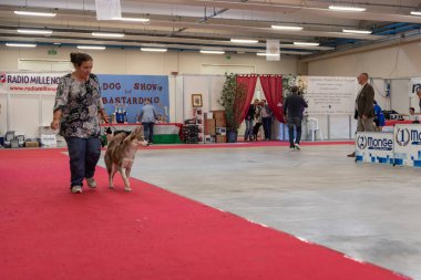 Bergamo, İtalya - 14 Ekim 2018: Chıuduno kasaba safkan köpekler otuz beşinci sergisi gerçekleşti. Son değerlendirme göreli ödül ile 8 gruplarının. Brambilla Simone canlı haber fotoğrafçı