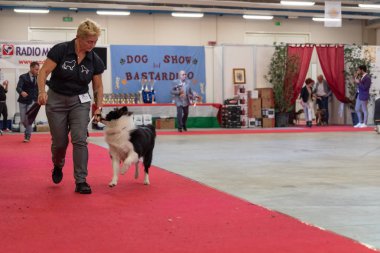 Bergamo, İtalya - 14 Ekim 2018: Chıuduno kasaba safkan köpekler otuz beşinci sergisi gerçekleşti. Son değerlendirme göreli ödül ile 8 gruplarının. Brambilla Simone canlı haber fotoğrafçı