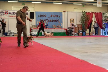 Bergamo, İtalya - 14 Ekim 2018: Chıuduno kasaba safkan köpekler otuz beşinci sergisi gerçekleşti. Son değerlendirme göreli ödül ile 8 gruplarının. Brambilla Simone canlı haber fotoğrafçı