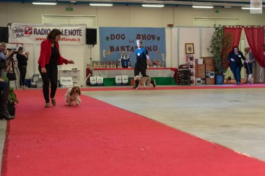 Bergamo, İtalya - 14 Ekim 2018: Chıuduno kasaba safkan köpekler otuz beşinci sergisi gerçekleşti. Son değerlendirme göreli ödül ile 8 gruplarının. Brambilla Simone canlı haber fotoğrafçı
