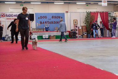 Bergamo, İtalya - 14 Ekim 2018: Chıuduno kasaba safkan köpekler otuz beşinci sergisi gerçekleşti. Son değerlendirme göreli ödül ile 8 gruplarının. Brambilla Simone canlı haber fotoğrafçı