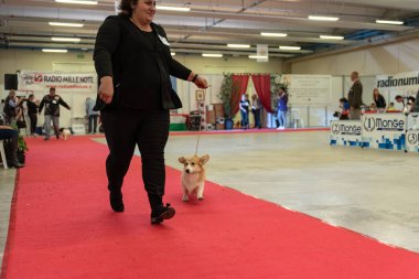 Bergamo, İtalya - 14 Ekim 2018: Chıuduno kasaba safkan köpekler otuz beşinci sergisi gerçekleşti. Son değerlendirme göreli ödül ile 8 gruplarının. Brambilla Simone canlı haber fotoğrafçı