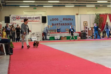 Bergamo, İtalya - 14 Ekim 2018: Chıuduno kasaba safkan köpekler otuz beşinci sergisi gerçekleşti. Son değerlendirme göreli ödül ile 8 gruplarının. Brambilla Simone canlı haber fotoğrafçı