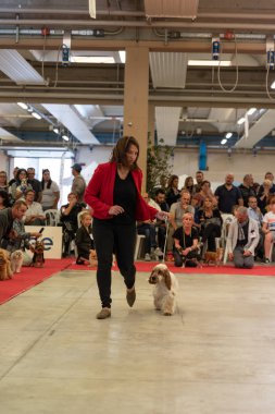 Bergamo, İtalya - 14 Ekim 2018: Chıuduno kasaba safkan köpekler otuz beşinci sergisi gerçekleşti. Son değerlendirme göreli ödül ile 8 gruplarının. Brambilla Simone canlı haber fotoğrafçı