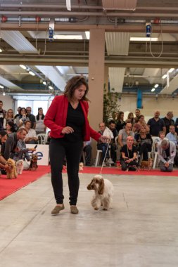 Bergamo, İtalya - 14 Ekim 2018: Chıuduno kasaba safkan köpekler otuz beşinci sergisi gerçekleşti. Son değerlendirme göreli ödül ile 8 gruplarının. Brambilla Simone canlı haber fotoğrafçı