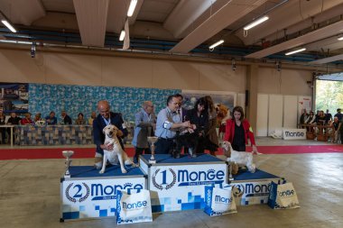 Bergamo, İtalya - 14 Ekim 2018: Chıuduno kasaba safkan köpekler otuz beşinci sergisi gerçekleşti. Son değerlendirme göreli ödül ile 8 gruplarının. Brambilla Simone canlı haber fotoğrafçı