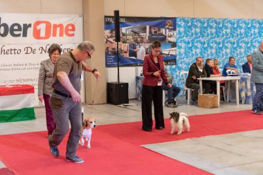 Bergamo, İtalya - 14 Ekim 2018: Chıuduno kasaba safkan köpekler otuz beşinci sergisi gerçekleşti. Son değerlendirme göreli ödül ile 8 gruplarının. Brambilla Simone canlı haber fotoğrafçı