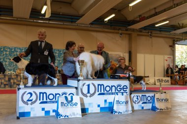 Bergamo, İtalya - 14 Ekim 2018: Chıuduno kasaba safkan köpekler otuz beşinci sergisi gerçekleşti. Son değerlendirme göreli ödül ile 8 gruplarının. Brambilla Simone canlı haber fotoğrafçı
