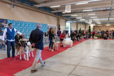 Bergamo, İtalya - 14 Ekim 2018: Chıuduno kasaba safkan köpekler otuz beşinci sergisi gerçekleşti. Son değerlendirme göreli ödül ile 8 gruplarının. Brambilla Simone canlı haber fotoğrafçı